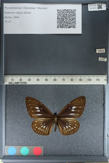 Media type: image;   Entomology 160974